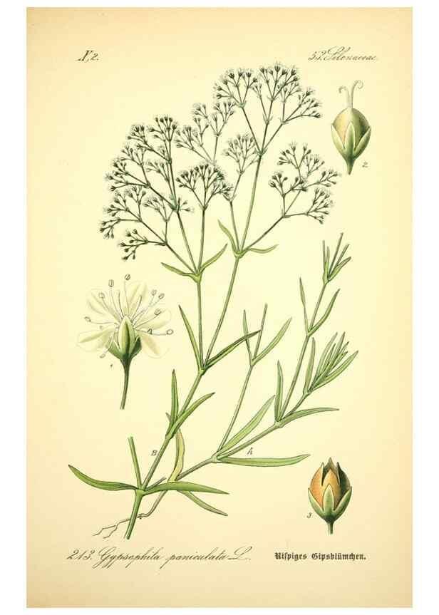 Reproducción/Reproduction 26527594494: Prof. Dr. Thomé's Flora von Deutschland, Österreich und der Schweiz, in Wort und Bild, für Schule und Haus ; mit ... Tafeln ... von Walter Müller.. Gera-Untermhaus :F.E. Köhler,1886-1934.