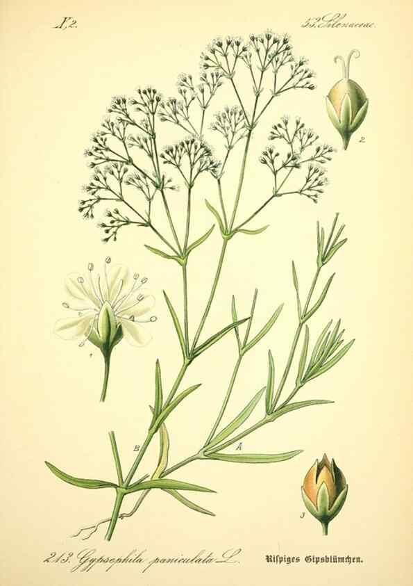 Reproducción/Reproduction 26527594494: Prof. Dr. Thomé's Flora von Deutschland, Österreich und der Schweiz, in Wort und Bild, für Schule und Haus ; mit ... Tafeln ... von Walter Müller.. Gera-Untermhaus :F.E. Köhler,1886-1934.