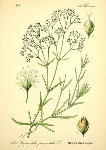 Reproducción/Reproduction 26527594494: Prof. Dr. Thomé's Flora von Deutschland, Österreich und der Schweiz, in Wort und Bild, für Schule und Haus ; mit ... Tafeln ... von Walter Müller.. Gera-Untermhaus :F.E. Köhler,1886-1934.