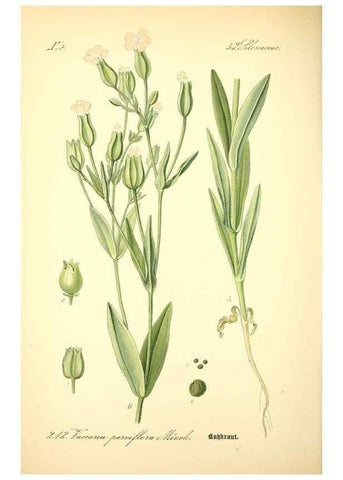 Reproducción/Reproduction 27064958361: Prof. Dr. Thomé's Flora von Deutschland, Österreich und der Schweiz, in Wort und Bild, für Schule und Haus ; mit ... Tafeln ... von Walter Müller.. Gera-Untermhaus :F.E. Köhler,1886-1934.