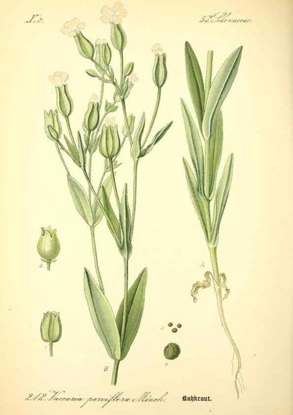 Reproducción/Reproduction 27064958361: Prof. Dr. Thomé's Flora von Deutschland, Österreich und der Schweiz, in Wort und Bild, für Schule und Haus ; mit ... Tafeln ... von Walter Müller.. Gera-Untermhaus :F.E. Köhler,1886-1934.