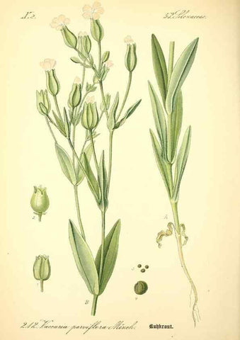 Reproducción/Reproduction 27064958361: Prof. Dr. Thomé's Flora von Deutschland, Österreich und der Schweiz, in Wort und Bild, für Schule und Haus ; mit ... Tafeln ... von Walter Müller.. Gera-Untermhaus :F.E. Köhler,1886-1934.