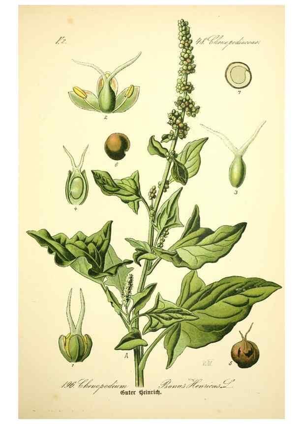 Reproducción/Reproduction 26858956910: Prof. Dr. Thomé's Flora von Deutschland, Österreich und der Schweiz, in Wort und Bild, für Schule und Haus ; mit ... Tafeln ... von Walter Müller.. Gera-Untermhaus :F.E. Köhler,1886-1934.