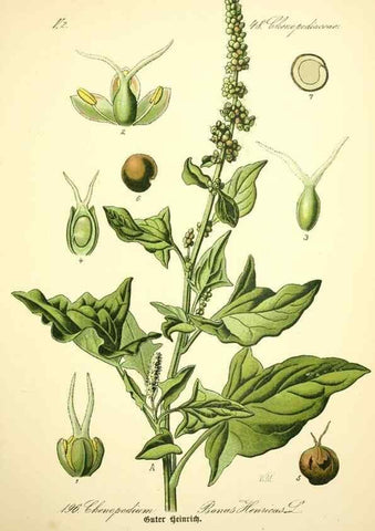 Reproducción/Reproduction 26858956910: Prof. Dr. Thomé's Flora von Deutschland, Österreich und der Schweiz, in Wort und Bild, für Schule und Haus ; mit ... Tafeln ... von Walter Müller.. Gera-Untermhaus :F.E. Köhler,1886-1934.