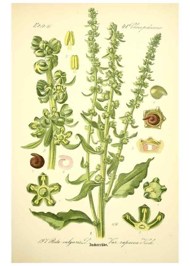 Reproducción/Reproduction 27064881461: Prof. Dr. Thomé's Flora von Deutschland, Österreich und der Schweiz, in Wort und Bild, für Schule und Haus ; mit ... Tafeln ... von Walter Müller.. Gera-Untermhaus :F.E. Köhler,1886-1934.