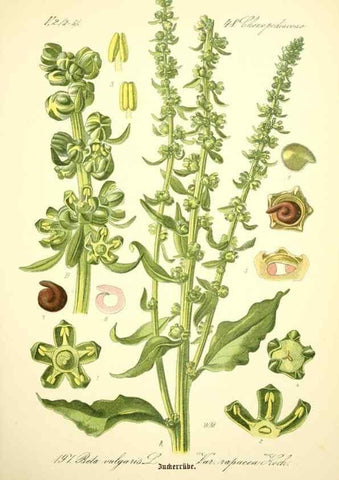 Reproducción/Reproduction 27064881461: Prof. Dr. Thomé's Flora von Deutschland, Österreich und der Schweiz, in Wort und Bild, für Schule und Haus ; mit ... Tafeln ... von Walter Müller.. Gera-Untermhaus :F.E. Köhler,1886-1934.