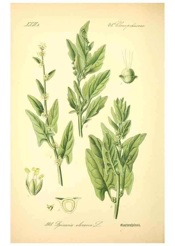 Reproducción/Reproduction 26858970760: Prof. Dr. Thomé's Flora von Deutschland, Österreich und der Schweiz, in Wort und Bild, für Schule und Haus ; mit ... Tafeln ... von Walter Müller.. Gera-Untermhaus :F.E. Köhler,1886-1934.