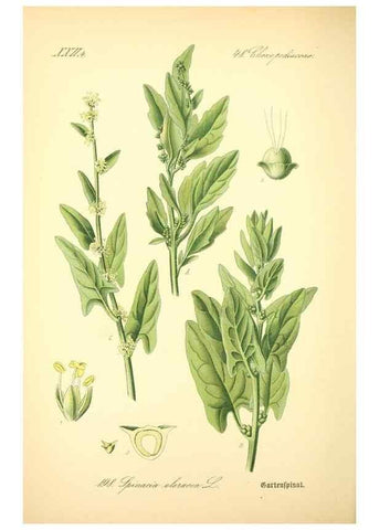 Reproducción/Reproduction 26858970760: Prof. Dr. Thomé's Flora von Deutschland, Österreich und der Schweiz, in Wort und Bild, für Schule und Haus ; mit ... Tafeln ... von Walter Müller.. Gera-Untermhaus :F.E. Köhler,1886-1934.