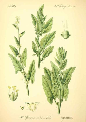 Reproducción/Reproduction 26858970760: Prof. Dr. Thomé's Flora von Deutschland, Österreich und der Schweiz, in Wort und Bild, für Schule und Haus ; mit ... Tafeln ... von Walter Müller.. Gera-Untermhaus :F.E. Köhler,1886-1934.