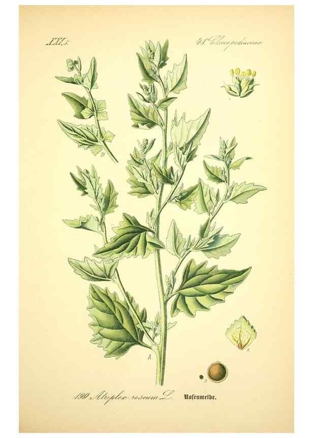 Reproducción/Reproduction 26527555864: Prof. Dr. Thomé's Flora von Deutschland, Österreich und der Schweiz, in Wort und Bild, für Schule und Haus ; mit ... Tafeln ... von Walter Müller.. Gera-Untermhaus :F.E. Köhler,1886-1934.