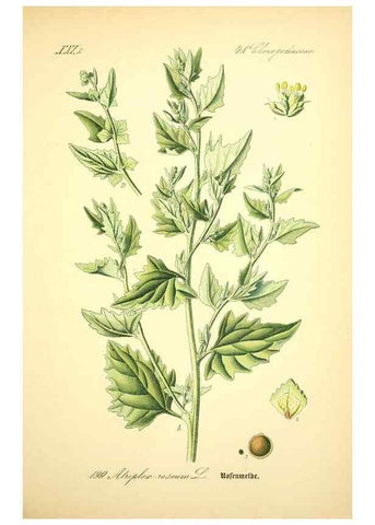 Reproducción/Reproduction 26527555864: Prof. Dr. Thomé's Flora von Deutschland, Österreich und der Schweiz, in Wort und Bild, für Schule und Haus ; mit ... Tafeln ... von Walter Müller.. Gera-Untermhaus :F.E. Köhler,1886-1934.