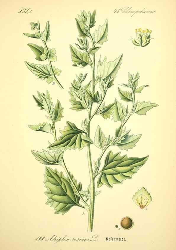 Reproducción/Reproduction 26527555864: Prof. Dr. Thomé's Flora von Deutschland, Österreich und der Schweiz, in Wort und Bild, für Schule und Haus ; mit ... Tafeln ... von Walter Müller.. Gera-Untermhaus :F.E. Köhler,1886-1934.