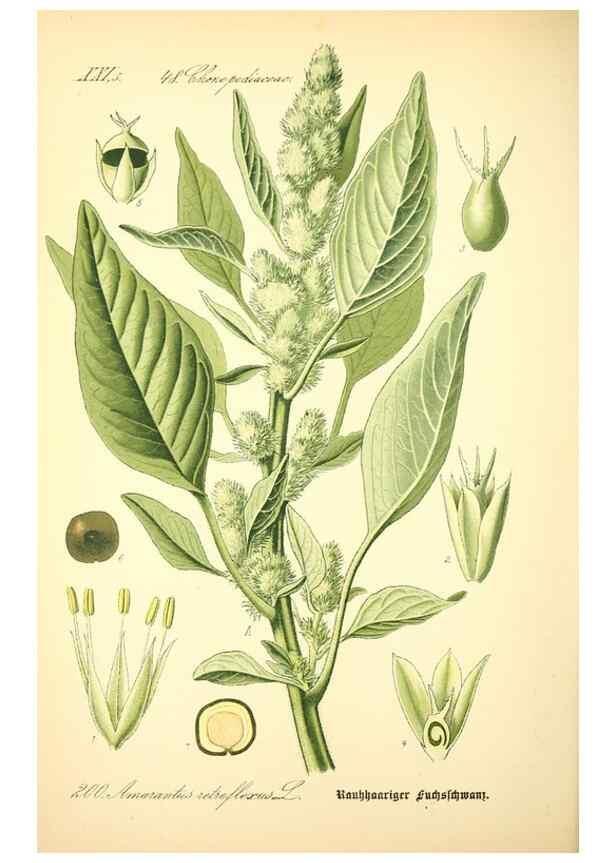 Reproducción/Reproduction 26529246583: Prof. Dr. Thomé's Flora von Deutschland, Österreich und der Schweiz, in Wort und Bild, für Schule und Haus ; mit ... Tafeln ... von Walter Müller.. Gera-Untermhaus :F.E. Köhler,1886-1934.