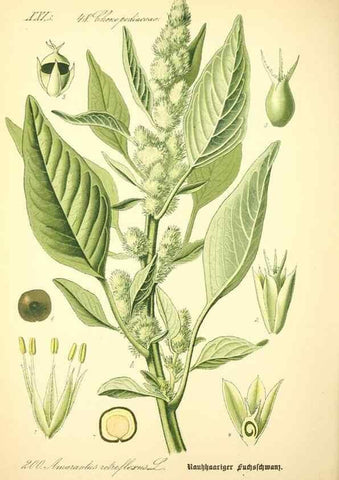 Reproducción/Reproduction 26529246583: Prof. Dr. Thomé's Flora von Deutschland, Österreich und der Schweiz, in Wort und Bild, für Schule und Haus ; mit ... Tafeln ... von Walter Müller.. Gera-Untermhaus :F.E. Köhler,1886-1934.