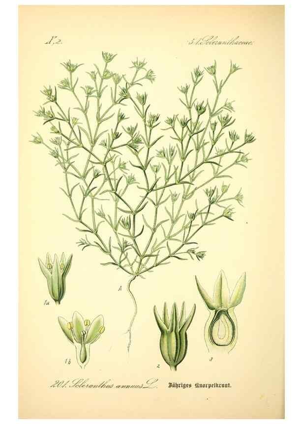 Reproducción/Reproduction 26527562014: Prof. Dr. Thomé's Flora von Deutschland, Österreich und der Schweiz, in Wort und Bild, für Schule und Haus ; mit ... Tafeln ... von Walter Müller.. Gera-Untermhaus :F.E. Köhler,1886-1934.