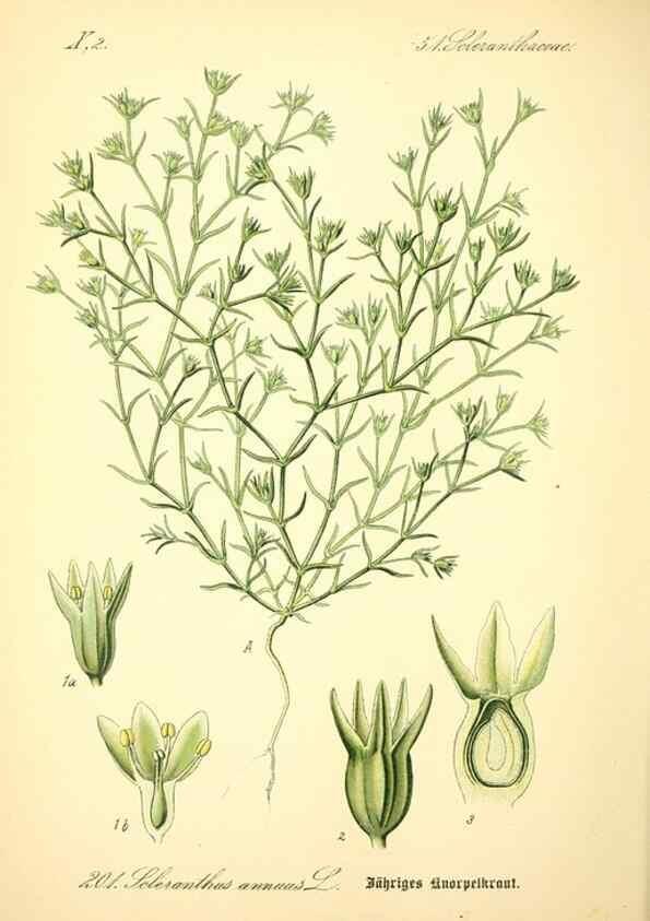 Reproducción/Reproduction 26527562014: Prof. Dr. Thomé's Flora von Deutschland, Österreich und der Schweiz, in Wort und Bild, für Schule und Haus ; mit ... Tafeln ... von Walter Müller.. Gera-Untermhaus :F.E. Köhler,1886-1934.