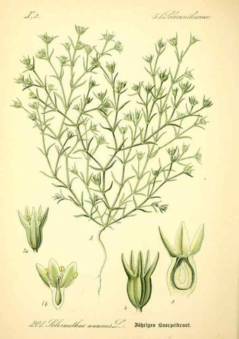 Reproducción/Reproduction 26527562014: Prof. Dr. Thomé's Flora von Deutschland, Österreich und der Schweiz, in Wort und Bild, für Schule und Haus ; mit ... Tafeln ... von Walter Müller.. Gera-Untermhaus :F.E. Köhler,1886-1934.