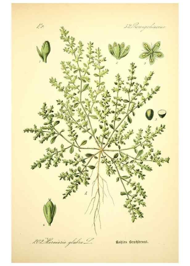 Reproducción/Reproduction 27100026596: Prof. Dr. Thomé's Flora von Deutschland, Österreich und der Schweiz, in Wort und Bild, für Schule und Haus ; mit ... Tafeln ... von Walter Müller.. Gera-Untermhaus :F.E. Köhler,1886-1934.