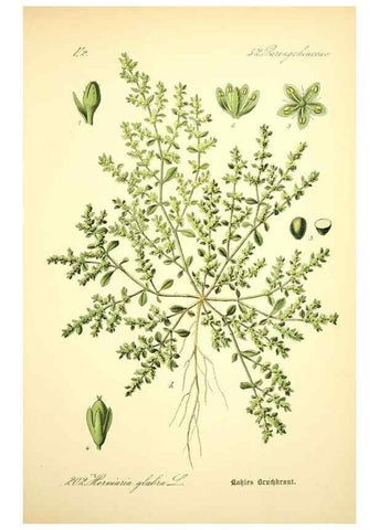 Reproducción/Reproduction 27100026596: Prof. Dr. Thomé's Flora von Deutschland, Österreich und der Schweiz, in Wort und Bild, für Schule und Haus ; mit ... Tafeln ... von Walter Müller.. Gera-Untermhaus :F.E. Köhler,1886-1934.