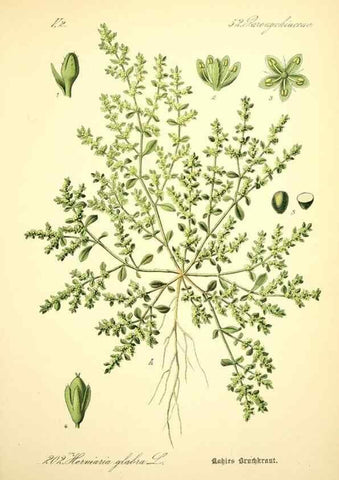 Reproducción/Reproduction 27100026596: Prof. Dr. Thomé's Flora von Deutschland, Österreich und der Schweiz, in Wort und Bild, für Schule und Haus ; mit ... Tafeln ... von Walter Müller.. Gera-Untermhaus :F.E. Köhler,1886-1934.