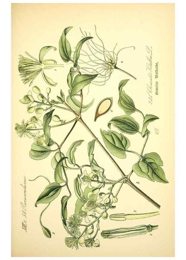 Reproducción/Reproduction 27065017001: Prof. Dr. Thomé's Flora von Deutschland, Österreich und der Schweiz, in Wort und Bild, für Schule und Haus ; mit ... Tafeln ... von Walter Müller.. Gera-Untermhaus :F.E. Köhler,1886-1934.