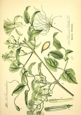 Reproducción/Reproduction 27065017001: Prof. Dr. Thomé's Flora von Deutschland, Österreich und der Schweiz, in Wort und Bild, für Schule und Haus ; mit ... Tafeln ... von Walter Müller.. Gera-Untermhaus :F.E. Köhler,1886-1934.