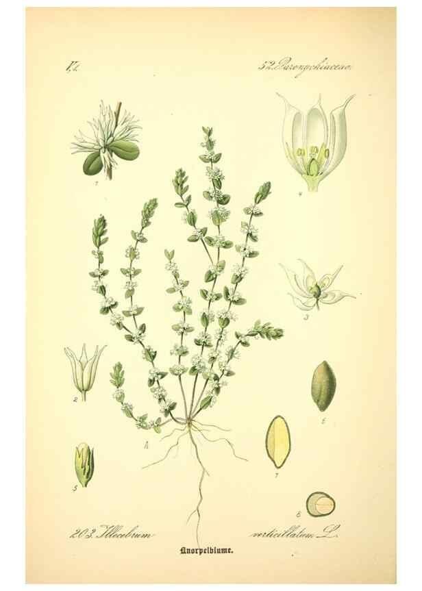 Reproducción/Reproduction 26858990990: Prof. Dr. Thomé's Flora von Deutschland, Österreich und der Schweiz, in Wort und Bild, für Schule und Haus ; mit ... Tafeln ... von Walter Müller.. Gera-Untermhaus :F.E. Köhler,1886-1934.