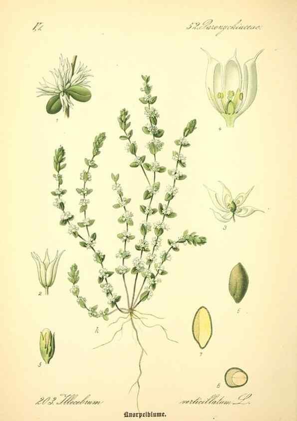 Reproducción/Reproduction 26858990990: Prof. Dr. Thomé's Flora von Deutschland, Österreich und der Schweiz, in Wort und Bild, für Schule und Haus ; mit ... Tafeln ... von Walter Müller.. Gera-Untermhaus :F.E. Köhler,1886-1934.