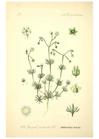 Reproducción/Reproduction 26858996110: Prof. Dr. Thomé's Flora von Deutschland, Österreich und der Schweiz, in Wort und Bild, für Schule und Haus ; mit ... Tafeln ... von Walter Müller.. Gera-Untermhaus :F.E. Köhler,1886-1934.