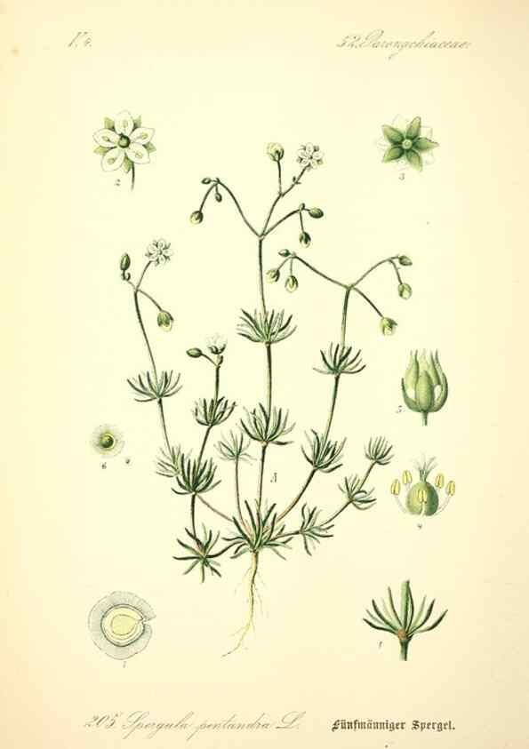 Reproducción/Reproduction 26858996110: Prof. Dr. Thomé's Flora von Deutschland, Österreich und der Schweiz, in Wort und Bild, für Schule und Haus ; mit ... Tafeln ... von Walter Müller.. Gera-Untermhaus :F.E. Köhler,1886-1934.
