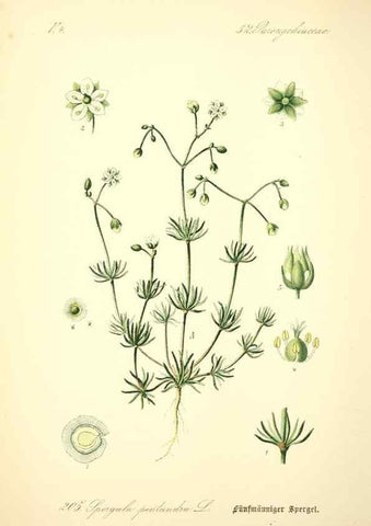Reproducción/Reproduction 26858996110: Prof. Dr. Thomé's Flora von Deutschland, Österreich und der Schweiz, in Wort und Bild, für Schule und Haus ; mit ... Tafeln ... von Walter Müller.. Gera-Untermhaus :F.E. Köhler,1886-1934.