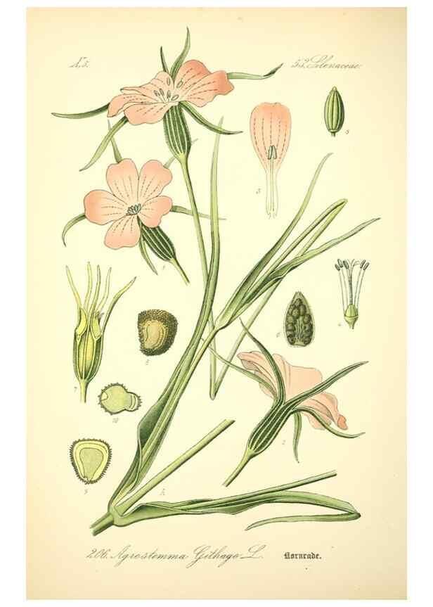 Reproducción/Reproduction 27038523982: Prof. Dr. Thomé's Flora von Deutschland, Österreich und der Schweiz, in Wort und Bild, für Schule und Haus ; mit ... Tafeln ... von Walter Müller.. Gera-Untermhaus :F.E. Köhler,1886-1934.