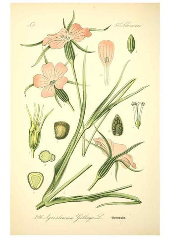 Reproducción/Reproduction 27038523982: Prof. Dr. Thomé's Flora von Deutschland, Österreich und der Schweiz, in Wort und Bild, für Schule und Haus ; mit ... Tafeln ... von Walter Müller.. Gera-Untermhaus :F.E. Köhler,1886-1934.