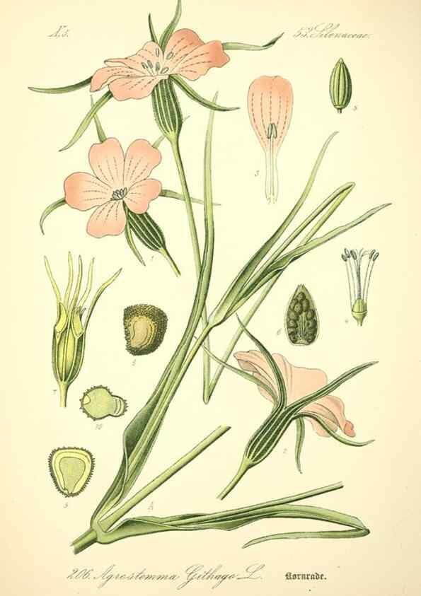 Reproducción/Reproduction 27038523982: Prof. Dr. Thomé's Flora von Deutschland, Österreich und der Schweiz, in Wort und Bild, für Schule und Haus ; mit ... Tafeln ... von Walter Müller.. Gera-Untermhaus :F.E. Köhler,1886-1934.