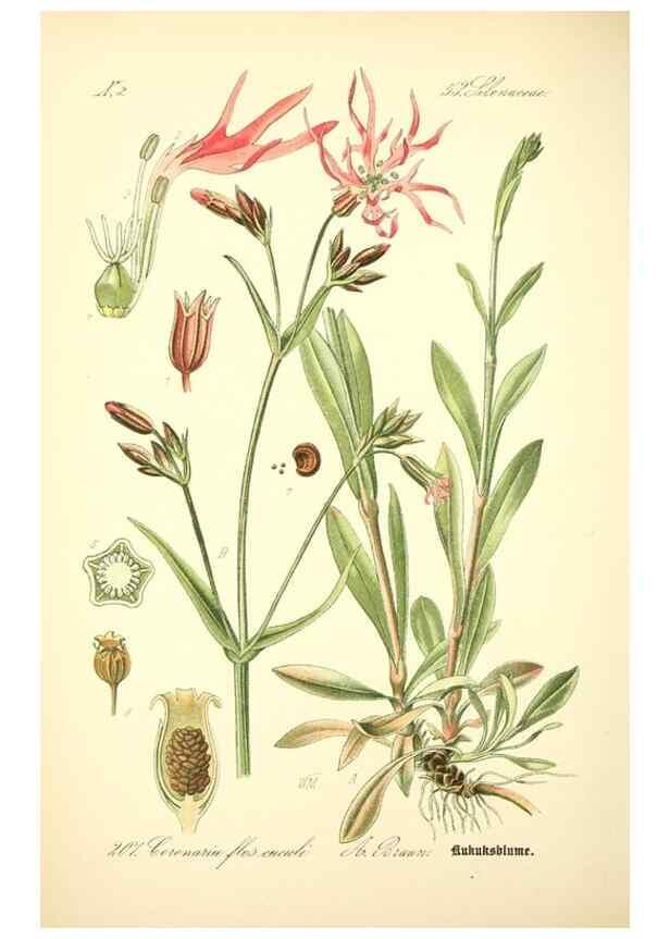 Reproducción/Reproduction 27038528402: Prof. Dr. Thomé's Flora von Deutschland, Österreich und der Schweiz, in Wort und Bild, für Schule und Haus ; mit ... Tafeln ... von Walter Müller.. Gera-Untermhaus :F.E. Köhler,1886-1934.