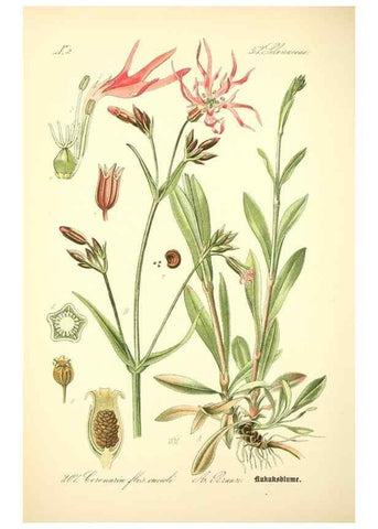 Reproducción/Reproduction 27038528402: Prof. Dr. Thomé's Flora von Deutschland, Österreich und der Schweiz, in Wort und Bild, für Schule und Haus ; mit ... Tafeln ... von Walter Müller.. Gera-Untermhaus :F.E. Köhler,1886-1934.