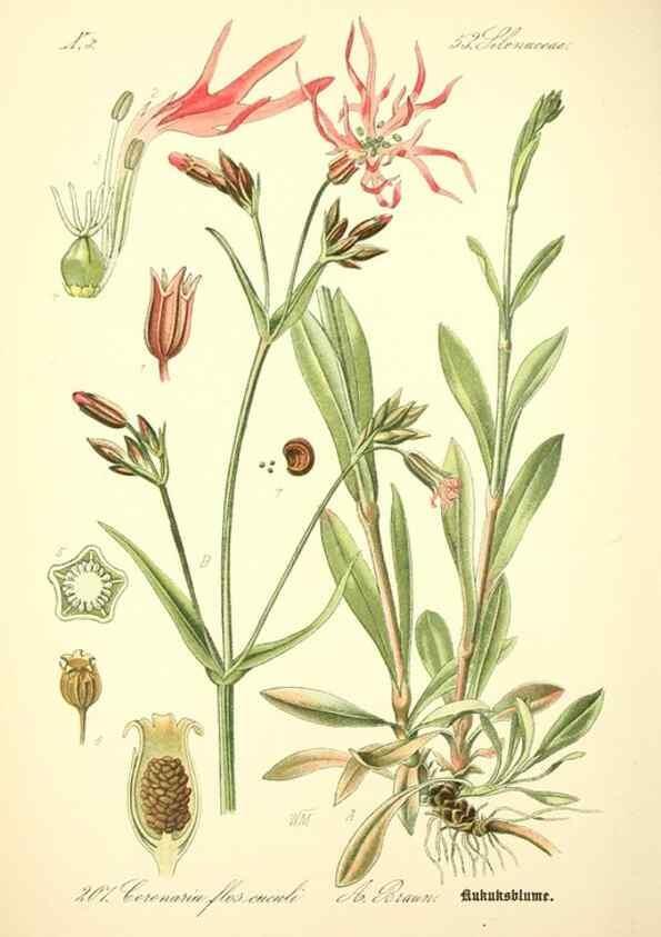 Reproducción/Reproduction 27038528402: Prof. Dr. Thomé's Flora von Deutschland, Österreich und der Schweiz, in Wort und Bild, für Schule und Haus ; mit ... Tafeln ... von Walter Müller.. Gera-Untermhaus :F.E. Köhler,1886-1934.