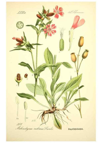 Reproducción/Reproduction 26859007190: Prof. Dr. Thomé's Flora von Deutschland, Österreich und der Schweiz, in Wort und Bild, für Schule und Haus ; mit ... Tafeln ... von Walter Müller.. Gera-Untermhaus :F.E. Köhler,1886-1934.