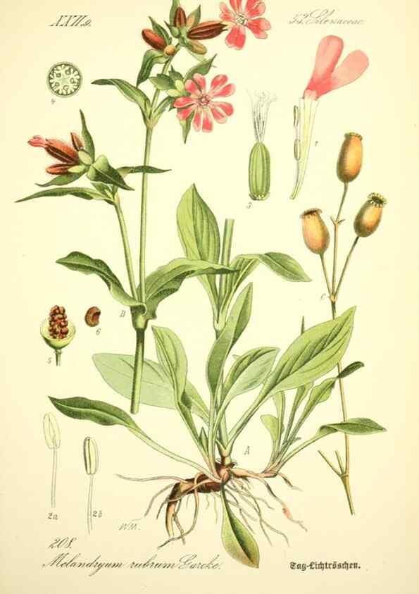Reproducción/Reproduction 26859007190: Prof. Dr. Thomé's Flora von Deutschland, Österreich und der Schweiz, in Wort und Bild, für Schule und Haus ; mit ... Tafeln ... von Walter Müller.. Gera-Untermhaus :F.E. Köhler,1886-1934.