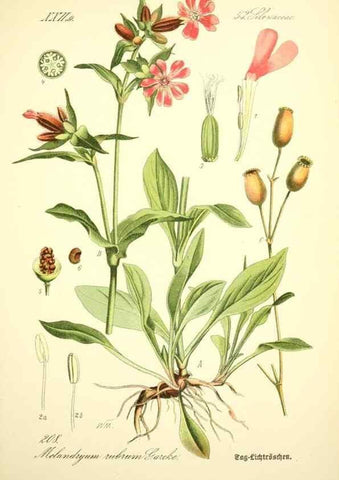 Reproducción/Reproduction 26859007190: Prof. Dr. Thomé's Flora von Deutschland, Österreich und der Schweiz, in Wort und Bild, für Schule und Haus ; mit ... Tafeln ... von Walter Müller.. Gera-Untermhaus :F.E. Köhler,1886-1934.
