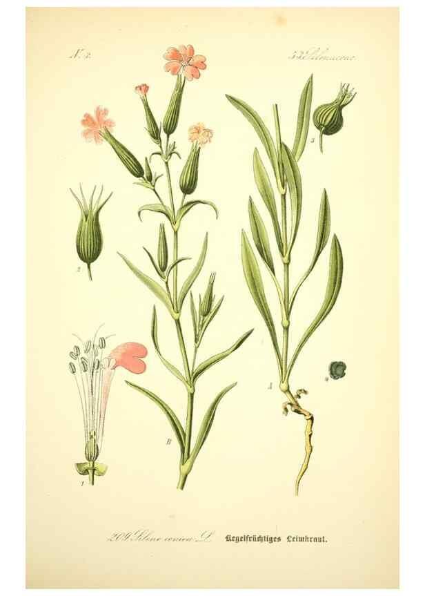 Reproducción/Reproduction 26529268853: Prof. Dr. Thomé's Flora von Deutschland, Österreich und der Schweiz, in Wort und Bild, für Schule und Haus ; mit ... Tafeln ... von Walter Müller.. Gera-Untermhaus :F.E. Köhler,1886-1934.