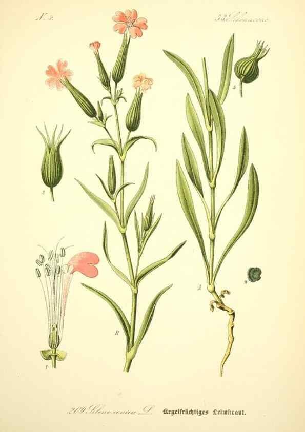 Reproducción/Reproduction 26529268853: Prof. Dr. Thomé's Flora von Deutschland, Österreich und der Schweiz, in Wort und Bild, für Schule und Haus ; mit ... Tafeln ... von Walter Müller.. Gera-Untermhaus :F.E. Köhler,1886-1934.