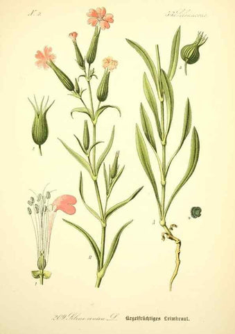 Reproducción/Reproduction 26529268853: Prof. Dr. Thomé's Flora von Deutschland, Österreich und der Schweiz, in Wort und Bild, für Schule und Haus ; mit ... Tafeln ... von Walter Müller.. Gera-Untermhaus :F.E. Köhler,1886-1934.