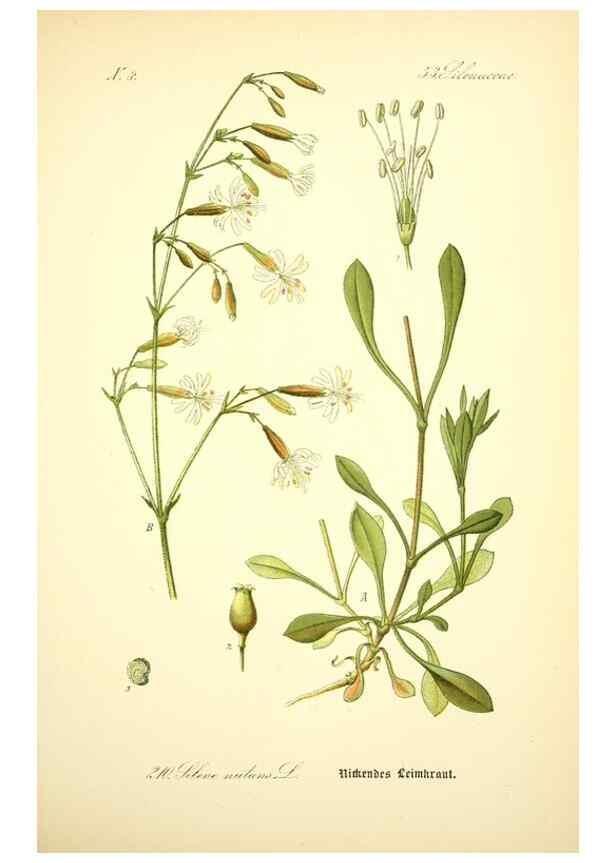 Reproducción/Reproduction 27100043516: Prof. Dr. Thomé's Flora von Deutschland, Österreich und der Schweiz, in Wort und Bild, für Schule und Haus ; mit ... Tafeln ... von Walter Müller.. Gera-Untermhaus :F.E. Köhler,1886-1934.