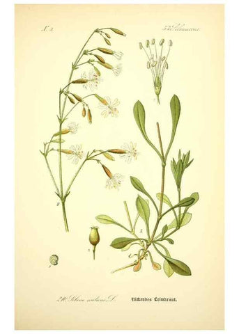 Reproducción/Reproduction 27100043516: Prof. Dr. Thomé's Flora von Deutschland, Österreich und der Schweiz, in Wort und Bild, für Schule und Haus ; mit ... Tafeln ... von Walter Müller.. Gera-Untermhaus :F.E. Köhler,1886-1934.