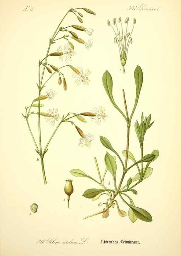 Reproducción/Reproduction 27100043516: Prof. Dr. Thomé's Flora von Deutschland, Österreich und der Schweiz, in Wort und Bild, für Schule und Haus ; mit ... Tafeln ... von Walter Müller.. Gera-Untermhaus :F.E. Köhler,1886-1934.