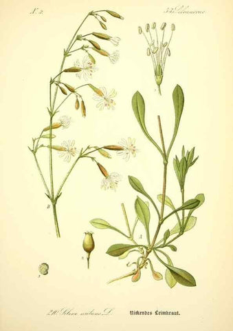 Reproducción/Reproduction 27100043516: Prof. Dr. Thomé's Flora von Deutschland, Österreich und der Schweiz, in Wort und Bild, für Schule und Haus ; mit ... Tafeln ... von Walter Müller.. Gera-Untermhaus :F.E. Köhler,1886-1934.