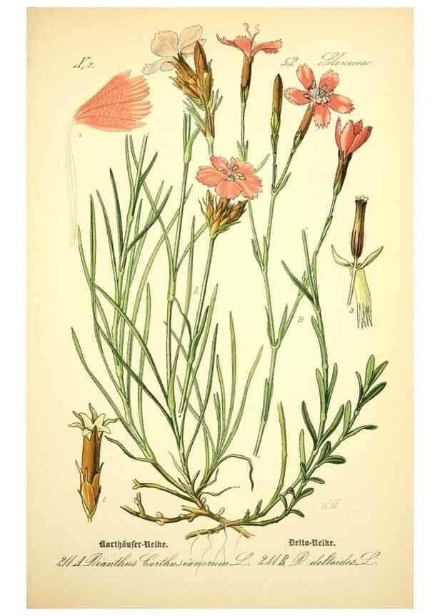 Reproducción/Reproduction 27064954141: Prof. Dr. Thomé's Flora von Deutschland, Österreich und der Schweiz, in Wort und Bild, für Schule und Haus ; mit ... Tafeln ... von Walter Müller.. Gera-Untermhaus :F.E. Köhler,1886-1934.