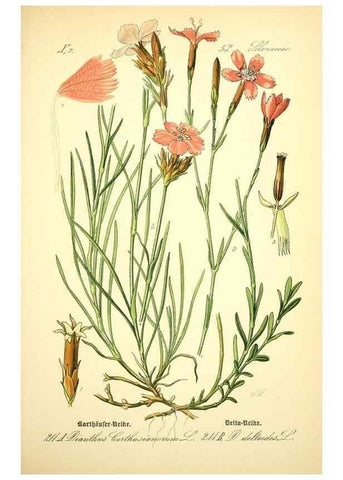 Reproducción/Reproduction 27064954141: Prof. Dr. Thomé's Flora von Deutschland, Österreich und der Schweiz, in Wort und Bild, für Schule und Haus ; mit ... Tafeln ... von Walter Müller.. Gera-Untermhaus :F.E. Köhler,1886-1934.