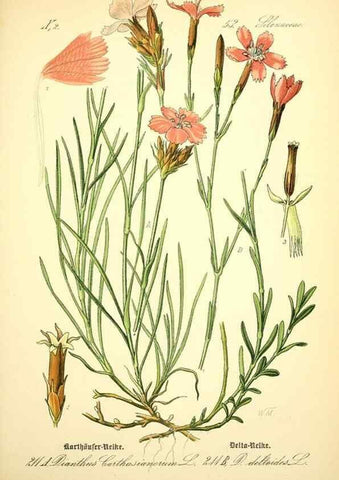 Reproducción/Reproduction 27064954141: Prof. Dr. Thomé's Flora von Deutschland, Österreich und der Schweiz, in Wort und Bild, für Schule und Haus ; mit ... Tafeln ... von Walter Müller.. Gera-Untermhaus :F.E. Köhler,1886-1934.